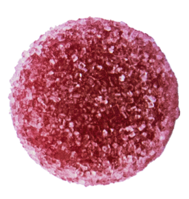 Medterra Gummy